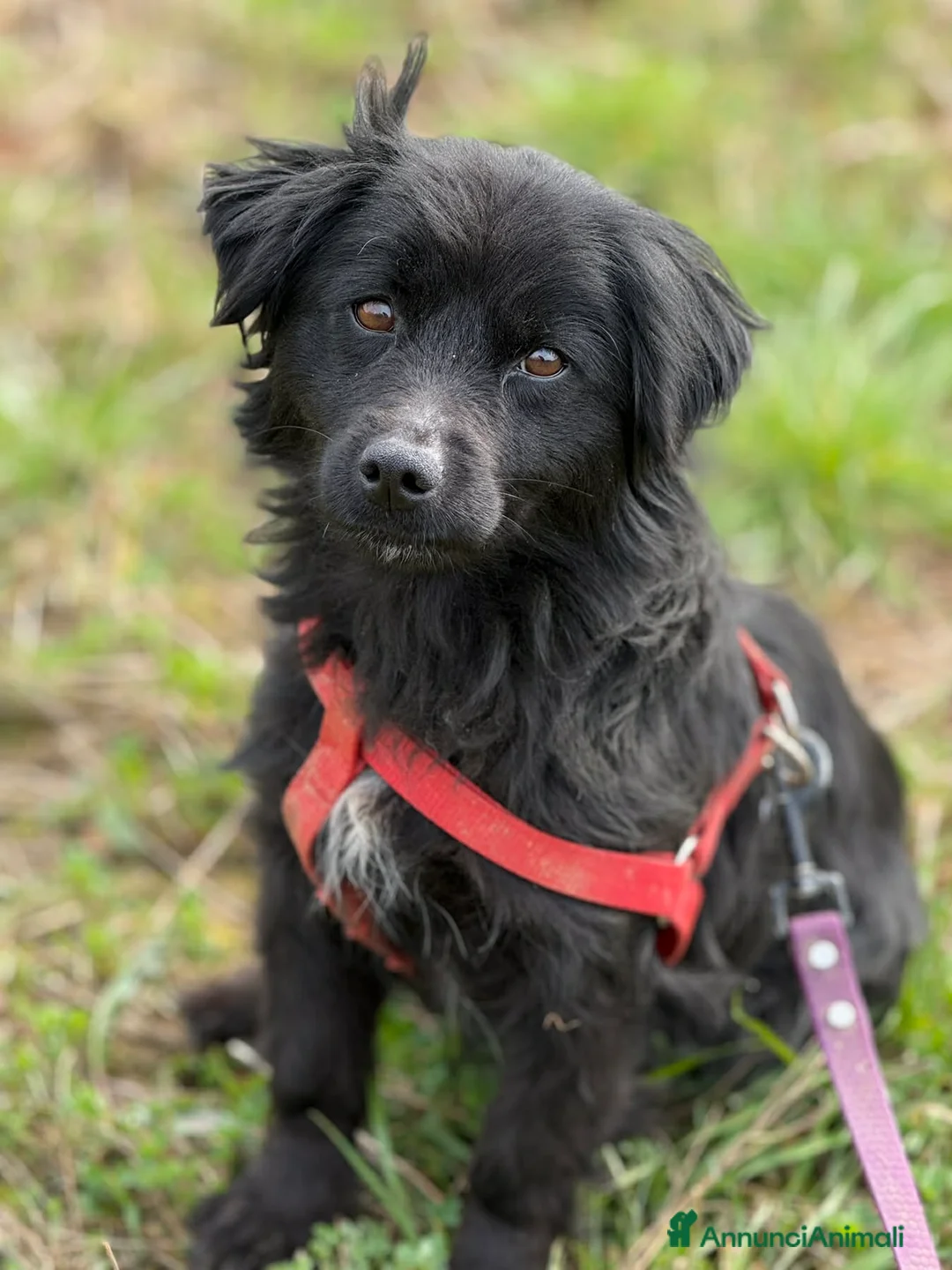 Meticcio cani in regalo: MONICA, coccolona in nero! TG PICCOLA - Annuncio 1