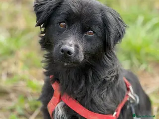 Meticcio cani MONICA, coccolona in nero! TG PICCOLA - Annuncio 3