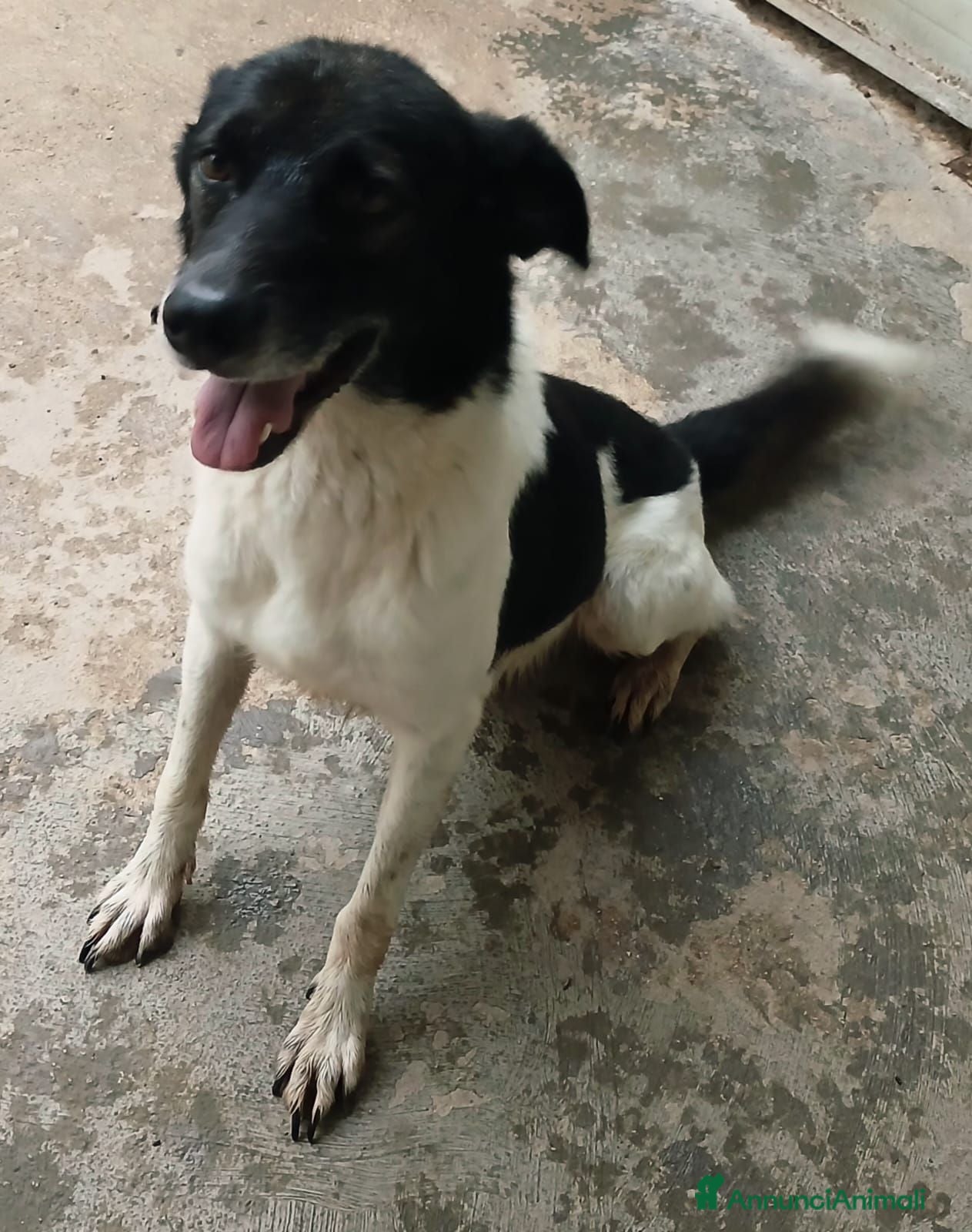 Meticcio cani BELLISSIMO RUPIN - Annuncio 16
