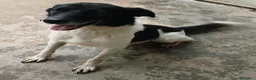 Meticcio cani in regalo: BELLISSIMO RUPIN - Annuncio 1