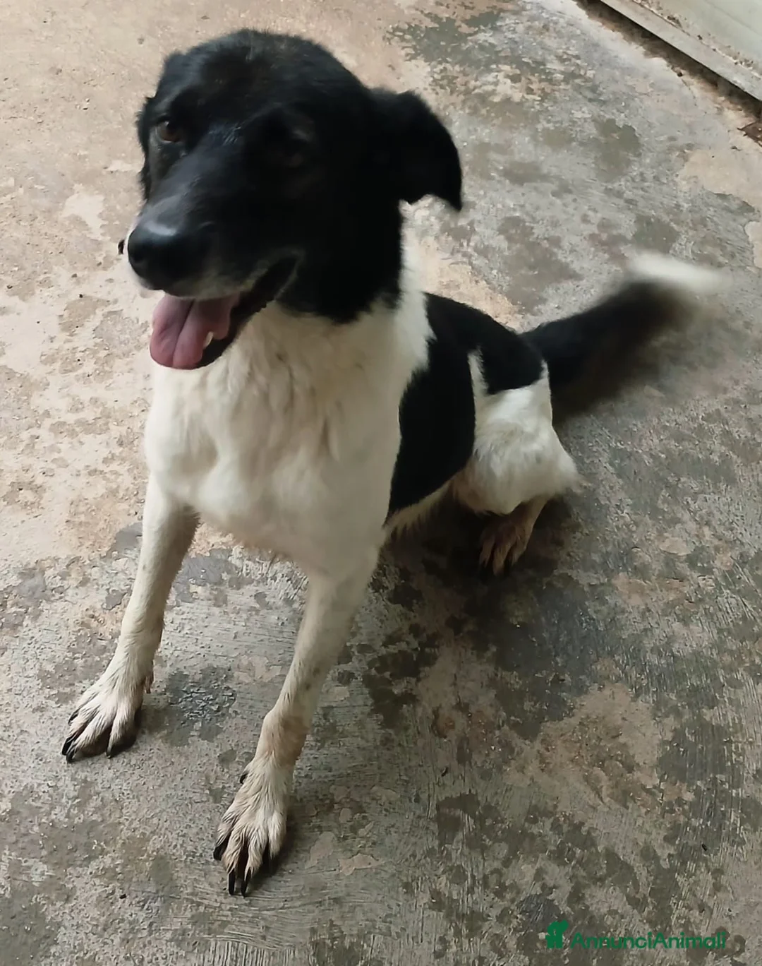 Meticcio cani in regalo: BELLISSIMO RUPIN - Annuncio 1