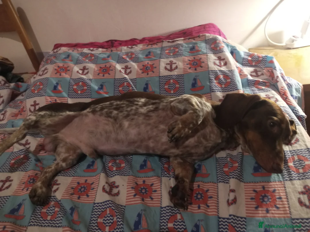 Bassotto cani per accoppiamento: Bassotto piebadl - Annuncio 5