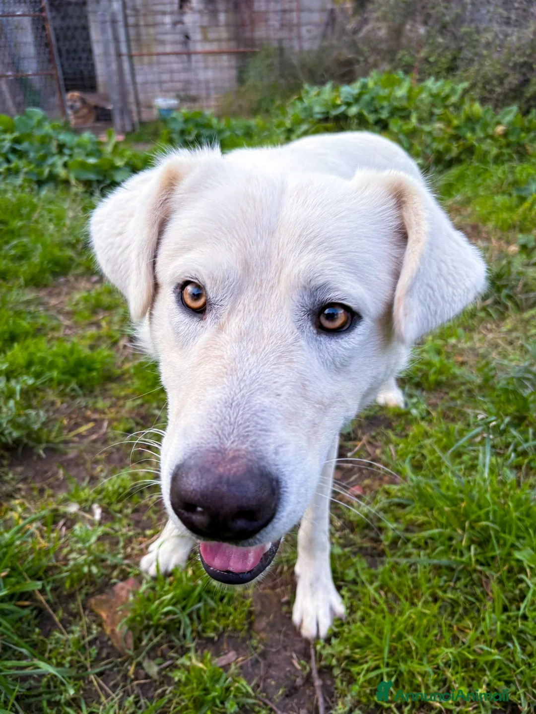 Meticcio cani in regalo: GUE’ 💙 - 1 anno e nessuno chiama per lui 🥺😢 - Annuncio 4
