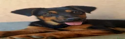 Meticcio cani in regalo: DAISY & DELILAH, sorelline in cerca d'amore! - Annuncio 2