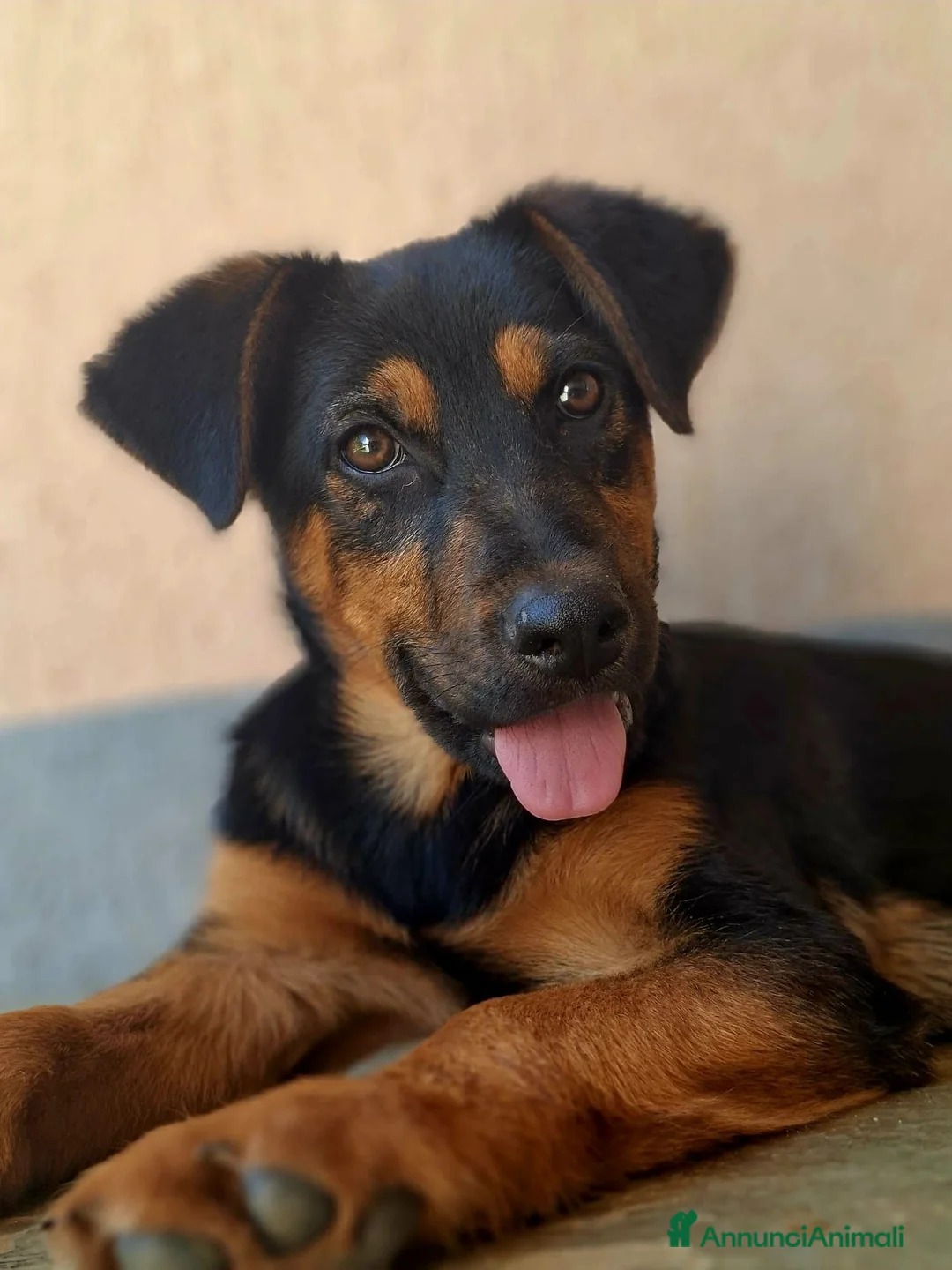 Meticcio cani in regalo: DAISY & DELILAH, sorelline in cerca d'amore! - Annuncio 2