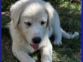 Pastore Maremmano cani MAYO, CUCCIOLA 2 MESI MIX MAREMMANA, MERAVIGLIOSA - Annuncio 8