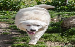 Meticcio cani in regalo: NASINO A CUORE : IL DOLCISSIMO OSLO a Provincia di Frosinone - Immagine 5