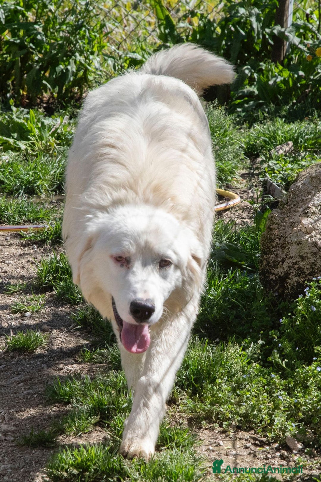Meticcio cani in regalo: NASINO A CUORE : IL DOLCISSIMO OSLO a Provincia di Frosinone - Immagine 5