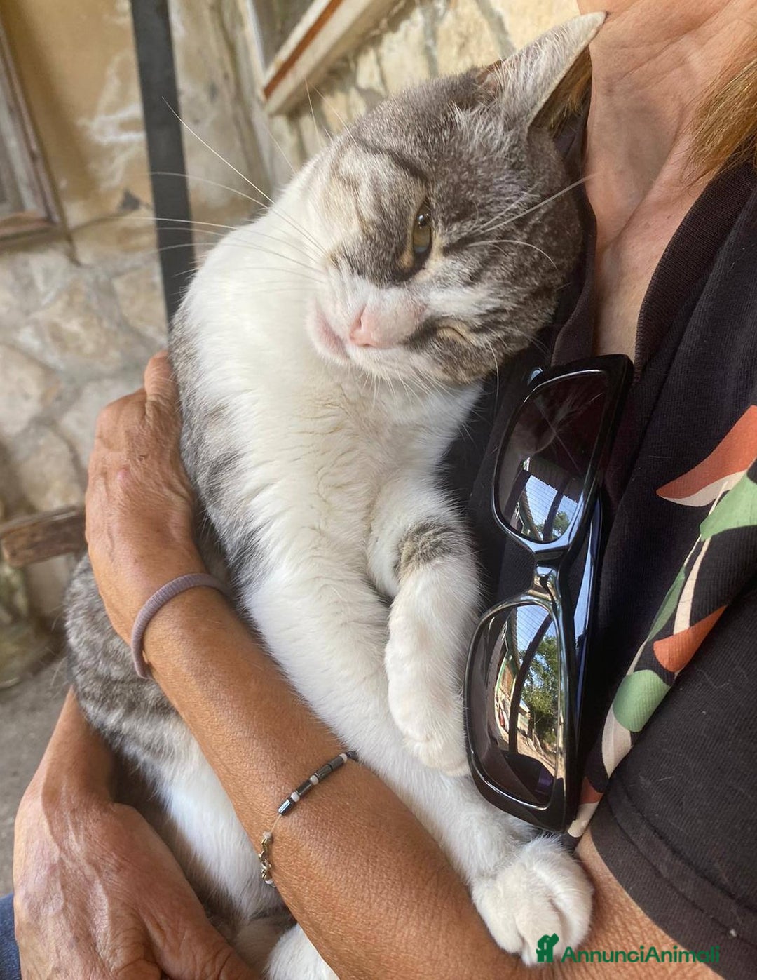 Europeo gatti in regalo: LICIA, dolce gatta in adozione! - Annuncio 6