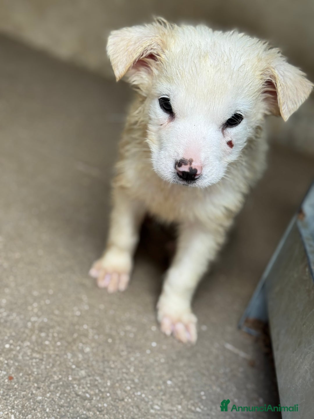 Meticcio cani in regalo: Samurai cucciolo taglia media - Annuncio 2