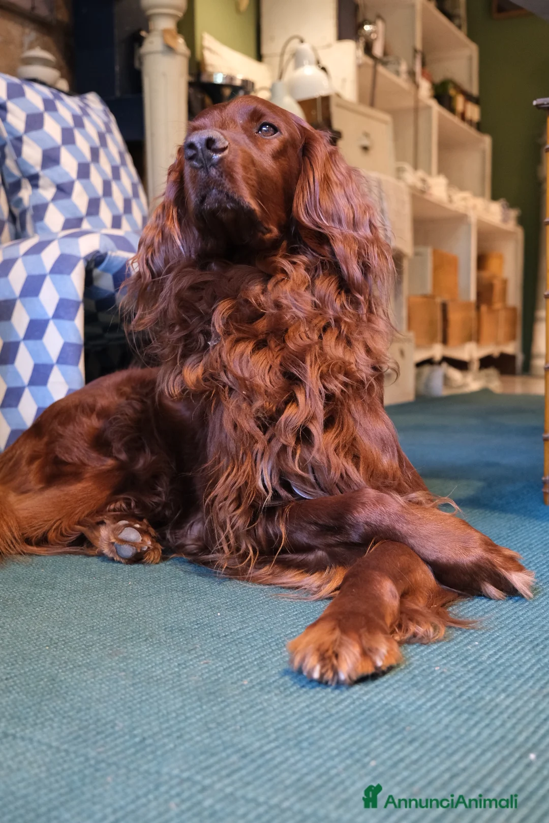 Setter Irlandese cani per accoppiamento: Aspic, bello e impossibile ;) - Annuncio 1