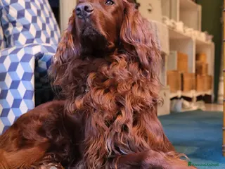 Setter Irlandese cani Aspic, bello e impossibile ;) - Annuncio 12