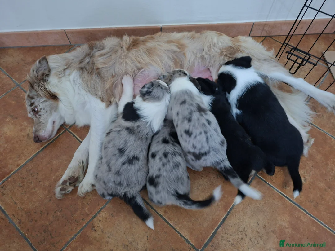 Border Collie cani in vendita: Cuccioli di border collie a Provincia di Padova - Annuncio 2