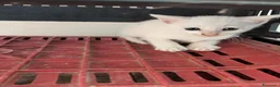 Altre razze gatti in regalo: REGALO questi 3 gattini  a Libero consorzio comunale di Ragusa - Annuncio 2