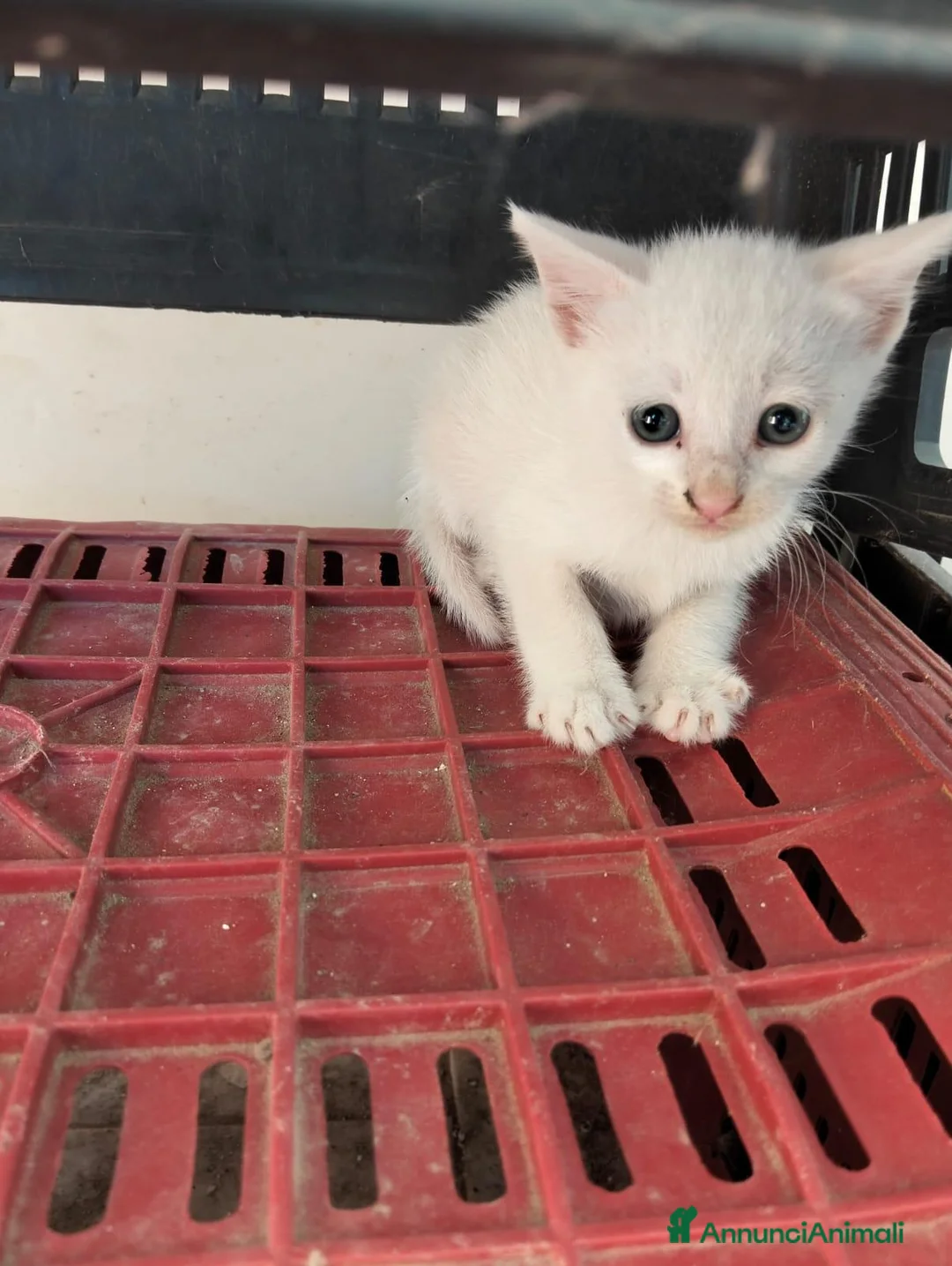Altre razze gatti in regalo: REGALO questi 3 gattini  a Libero consorzio comunale di Ragusa - Annuncio 2