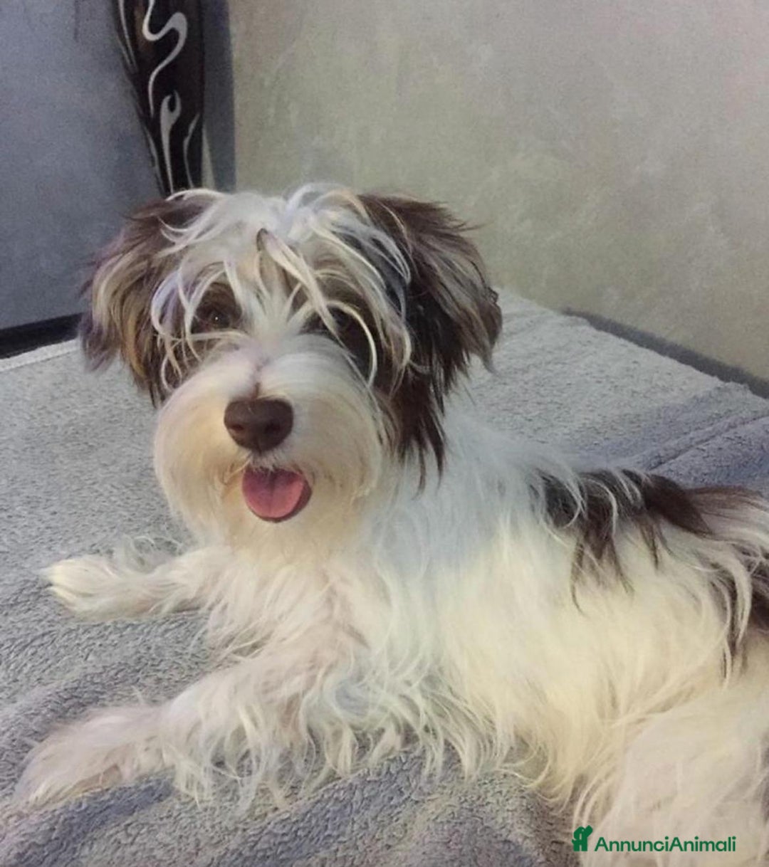 Yorkshire cani in vendita: Maschi di Yorkshire biewer  a Provincia di Bergamo - Immagine 11