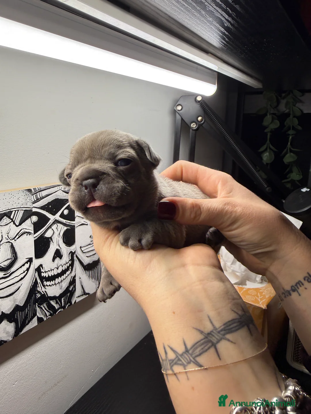 Bulldog Francese cani in vendita: Bulldog francese  - Annuncio 4