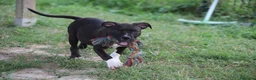 Pitbull cani in vendita: Cuccioli Pit Bull con pedigree anche a rate - Annuncio 10
