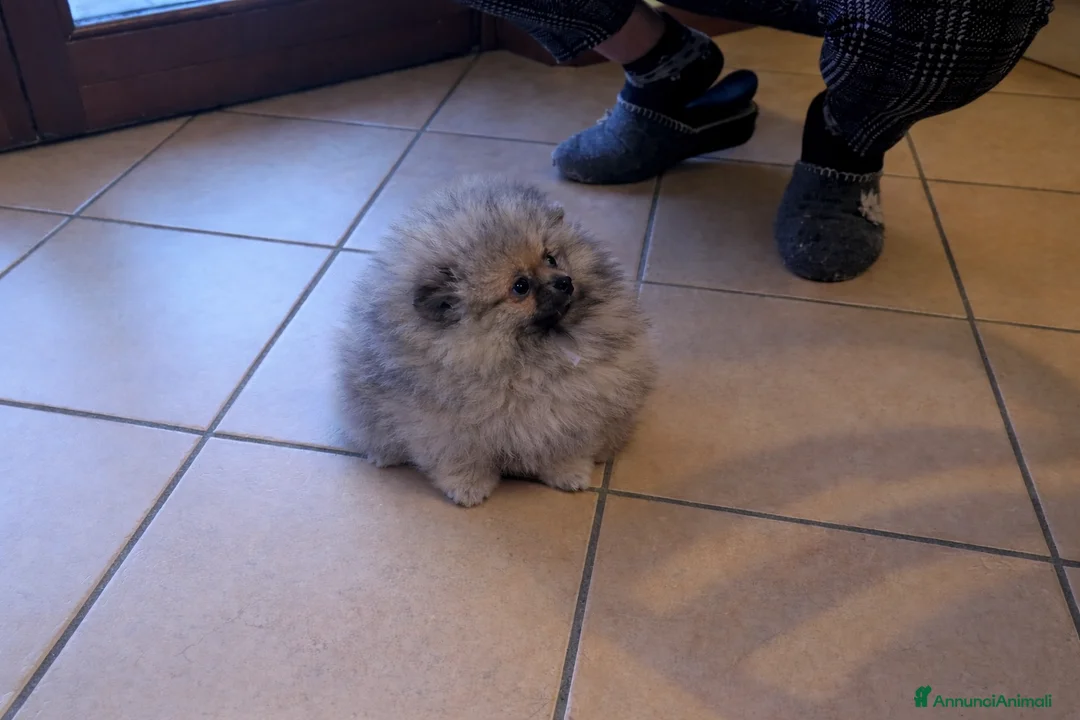 Volpino Pomerania cani in vendita: Volpino pomerania pedigree - Annuncio 6