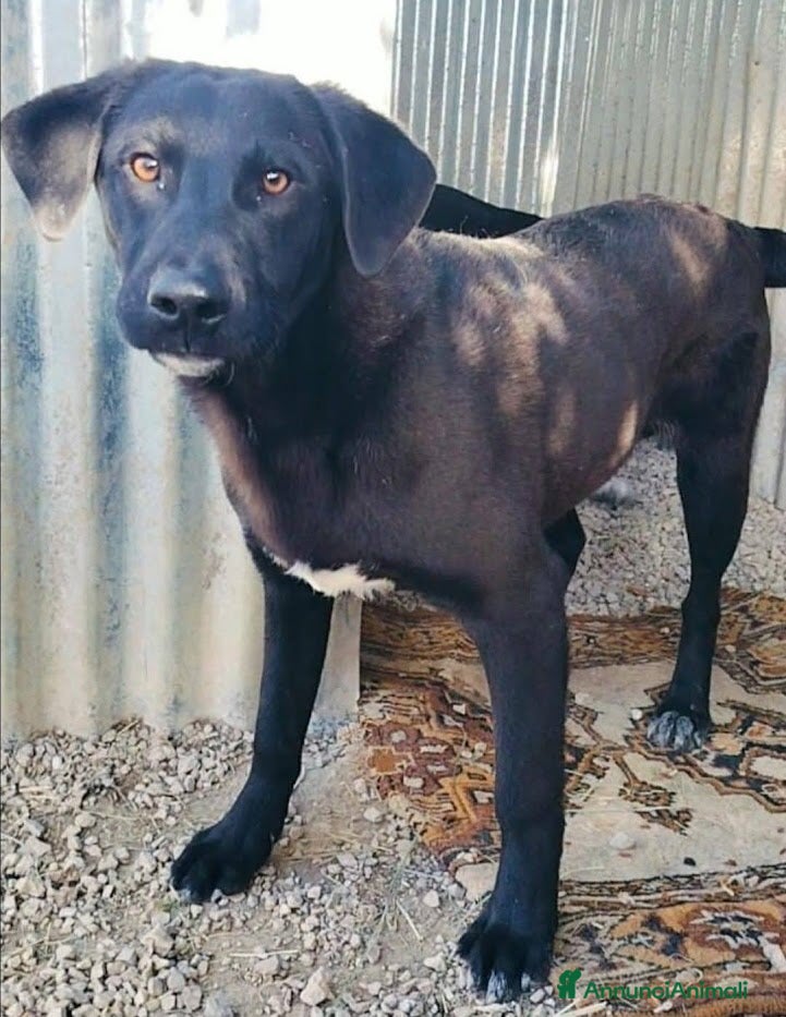 Meticcio cani 1 anno, CARLO, cerca casa e AMORE - Annuncio 28