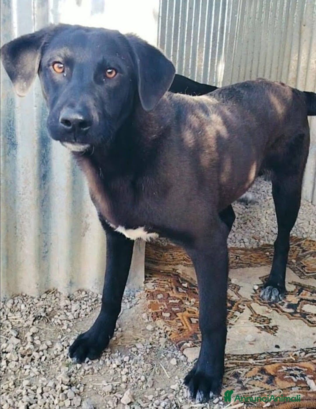 Meticcio cani in regalo: 1 anno, CARLO, cerca casa e AMORE - Annuncio 5