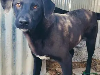 Meticcio cani 1 anno, CARLO, cerca casa e AMORE - Annuncio 28