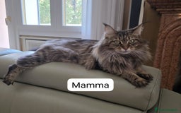 Maine Coon gatti in vendita: Cuccioli Maine Coon a Provincia di Treviso - Immagine 7