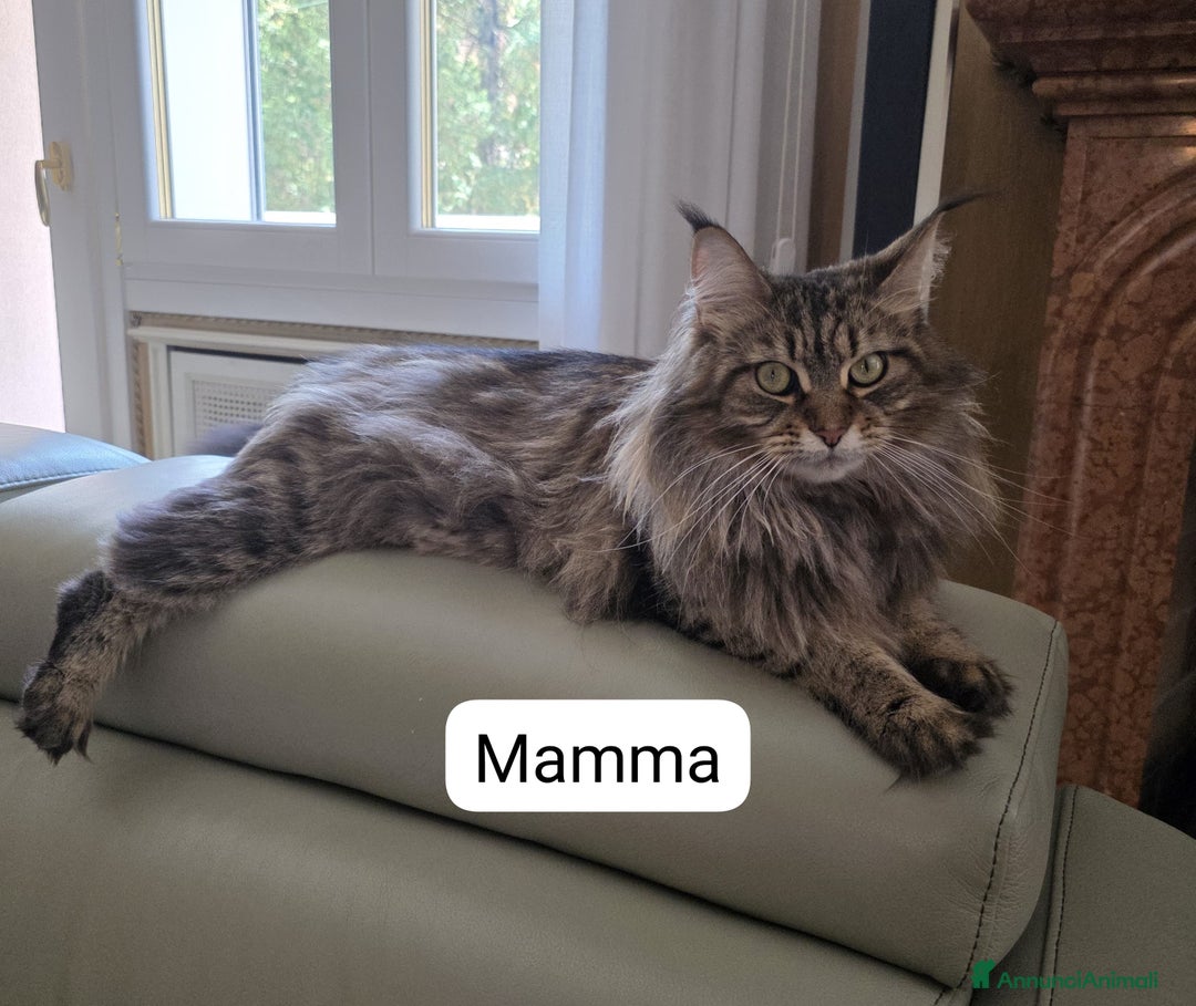Maine Coon gatti in vendita: Cuccioli Maine Coon a Provincia di Treviso - Immagine 7