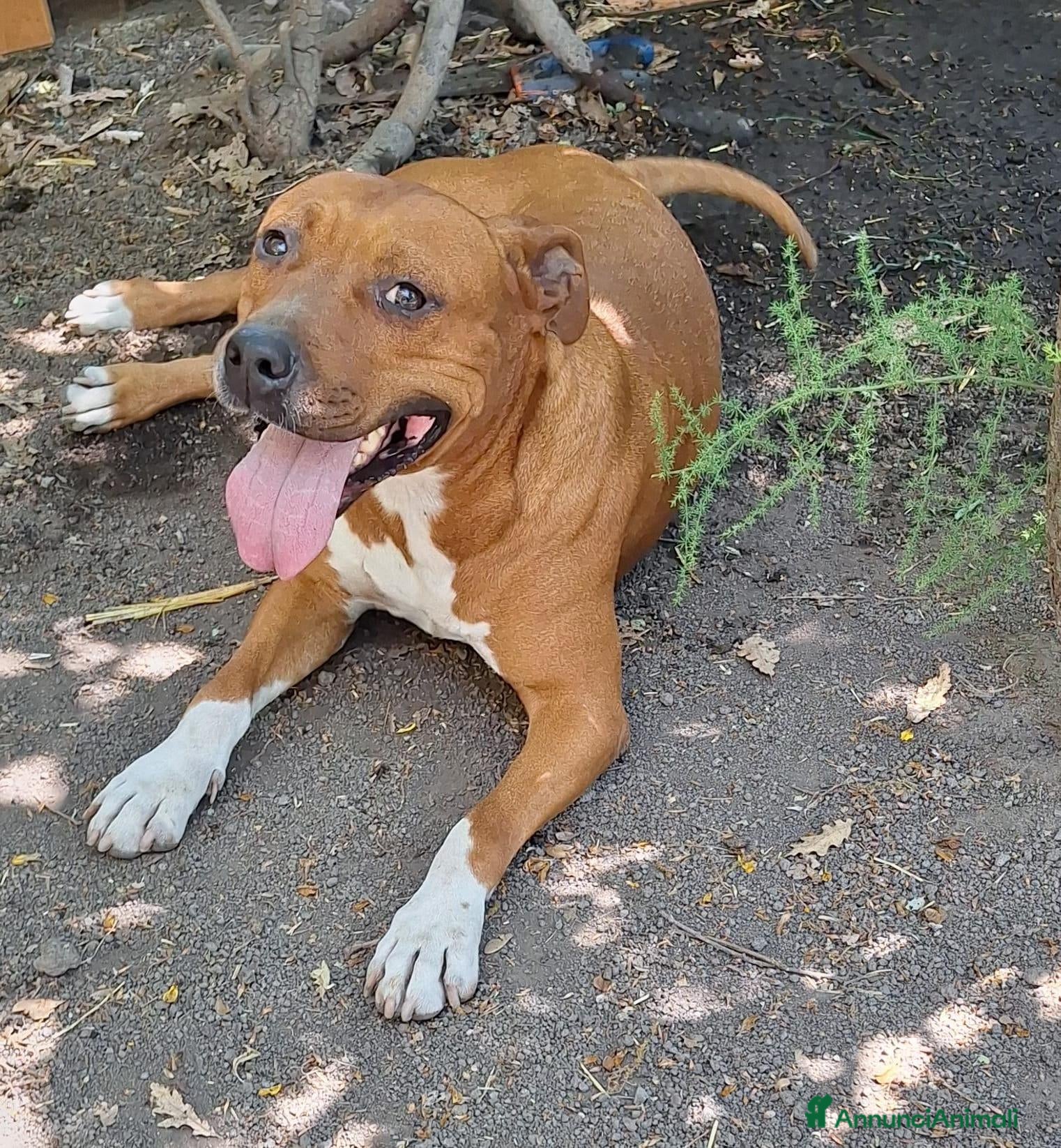 Staffordshire cani in regalo: Louise - Annuncio 1
