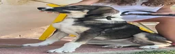 Pastore Asia Centrale cani in vendita: Cucciolona di Pastore dell’AsiaCentrale - Annuncio 4