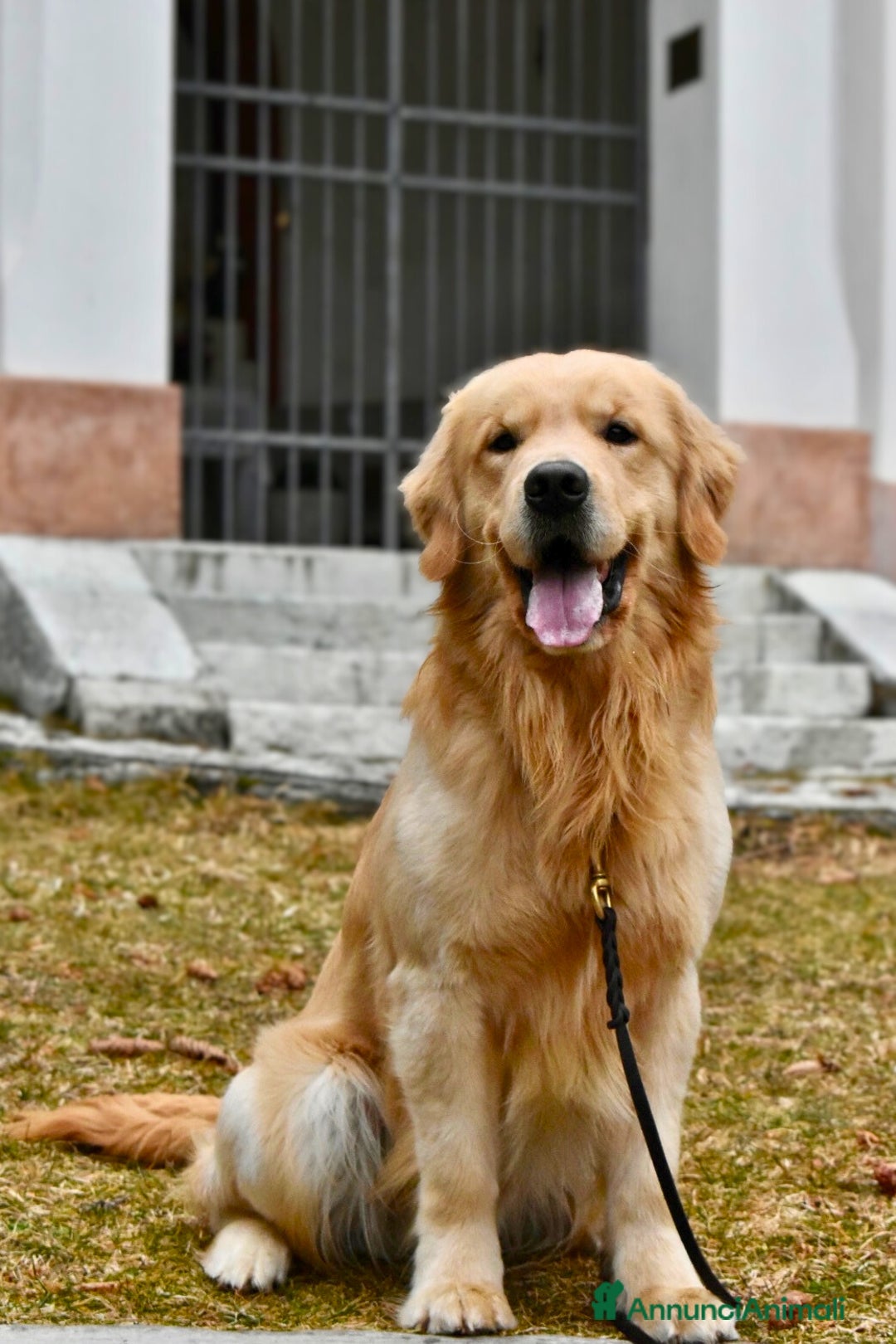 Golden Retriever cani per accoppiamento: GOLDEN RETRIEVER PER ACCOPPIAMENTO - Annuncio 1