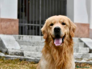 Golden Retriever cani per accoppiamento: GOLDEN RETRIEVER PER ACCOPPIAMENTO - Annuncio 2