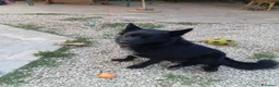 Cane delle Alpi Apuane cani in vendita: Pastore apuano a Provincia di Livorno - Annuncio 3