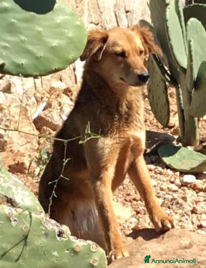 Meticcio cani Adozione del cuore per cagnolina timida a Città metropolitana di Milano - Annuncio 5