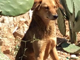 Meticcio cani Adozione del cuore per cagnolina timida a Città metropolitana di Milano - Annuncio 3