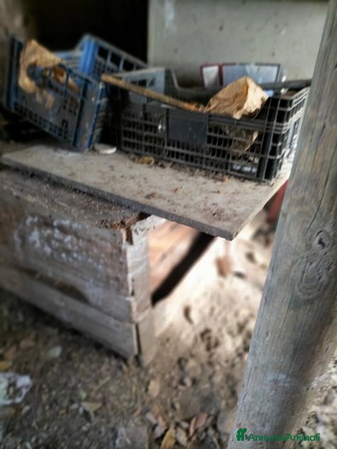 Segugio cani in regalo: DICK socievole - urgente! - Annuncio 2