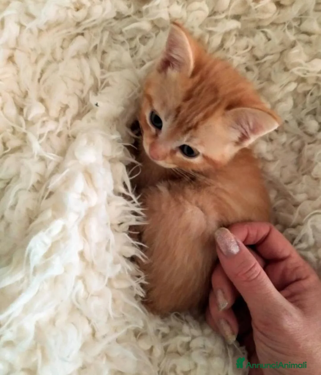 Altre razze gatti in vendita: Gattini Mix  - Annuncio 3