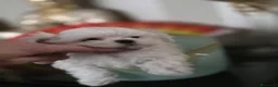 Maltese cani in vendita: 4 Principini bianchi Maltesi - Annuncio 4