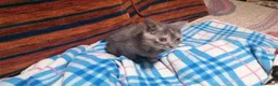 Europeo gatti in regalo: ZELDA, tenera gattina da adottare! - Annuncio 5