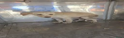 Meticcio cani in regalo: Cuccioli  - Annuncio 3