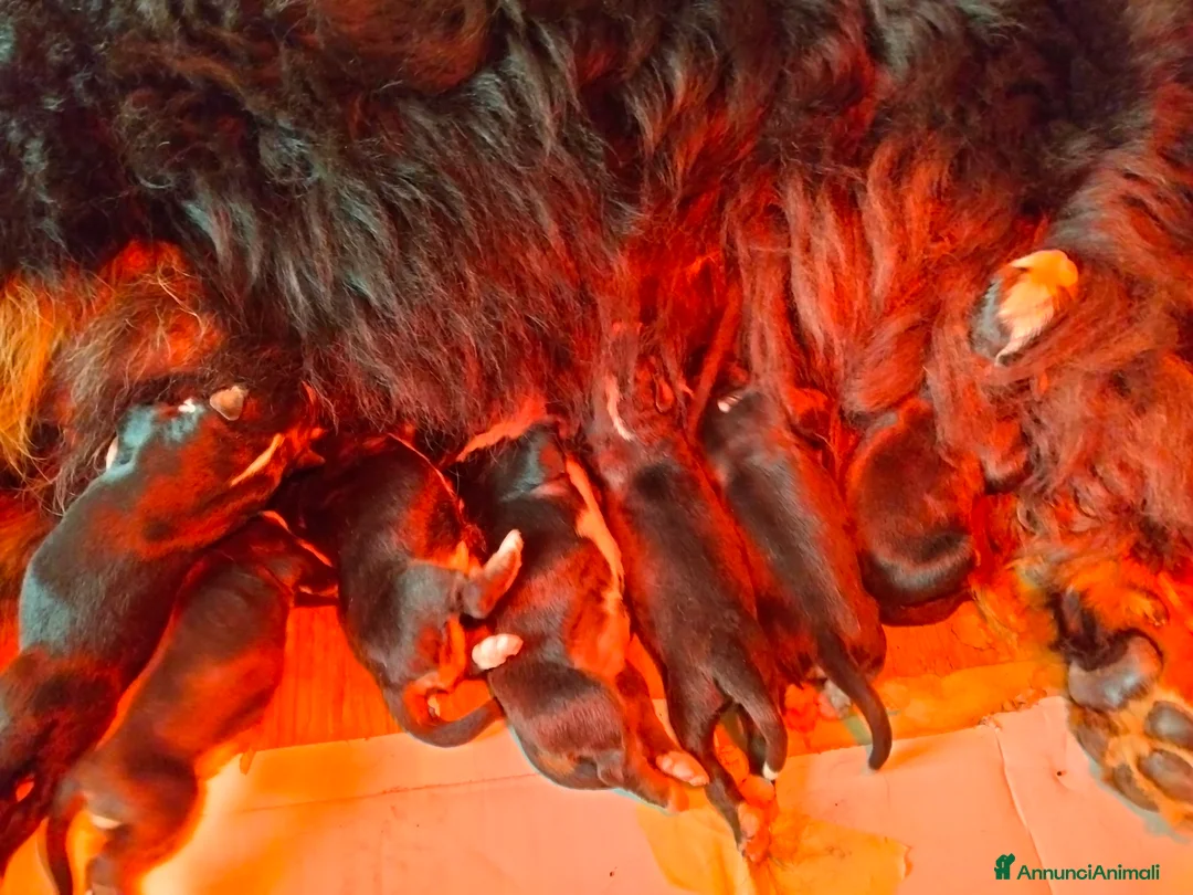 Bovaro del Bernese cani in vendita: Cuccioli di bovaro del bernese  - Annuncio 8