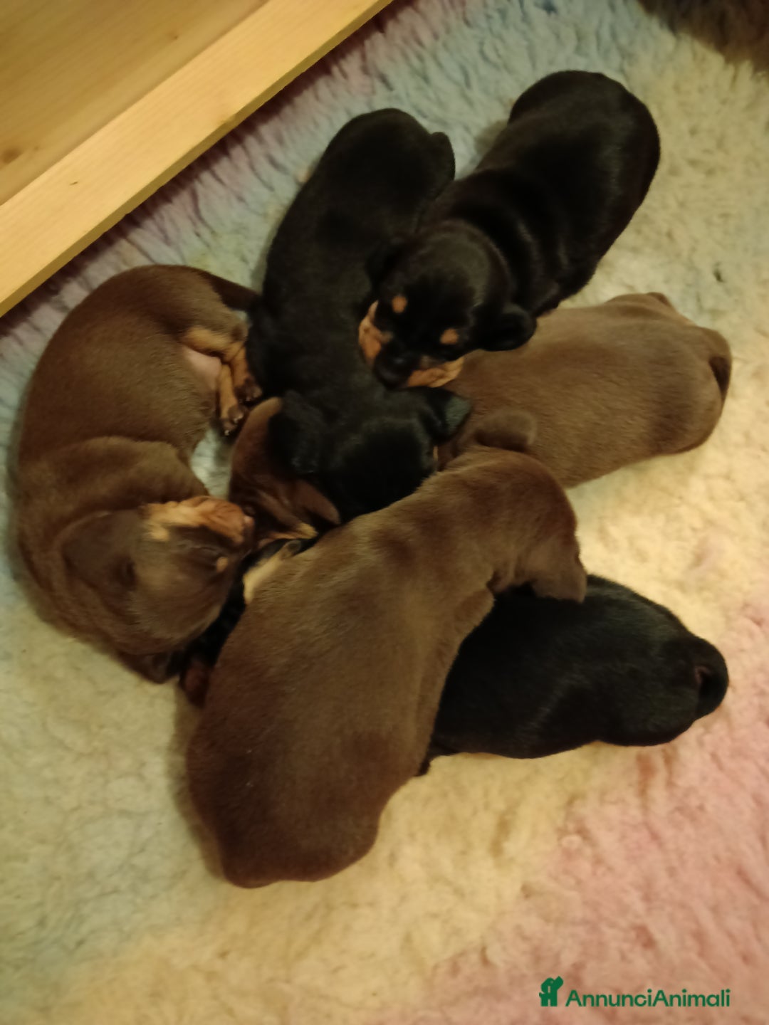 Bassotto cani in vendita: Bassotti Tedeschi Nani a Pelo Corto-Pedigree  - Annuncio 2