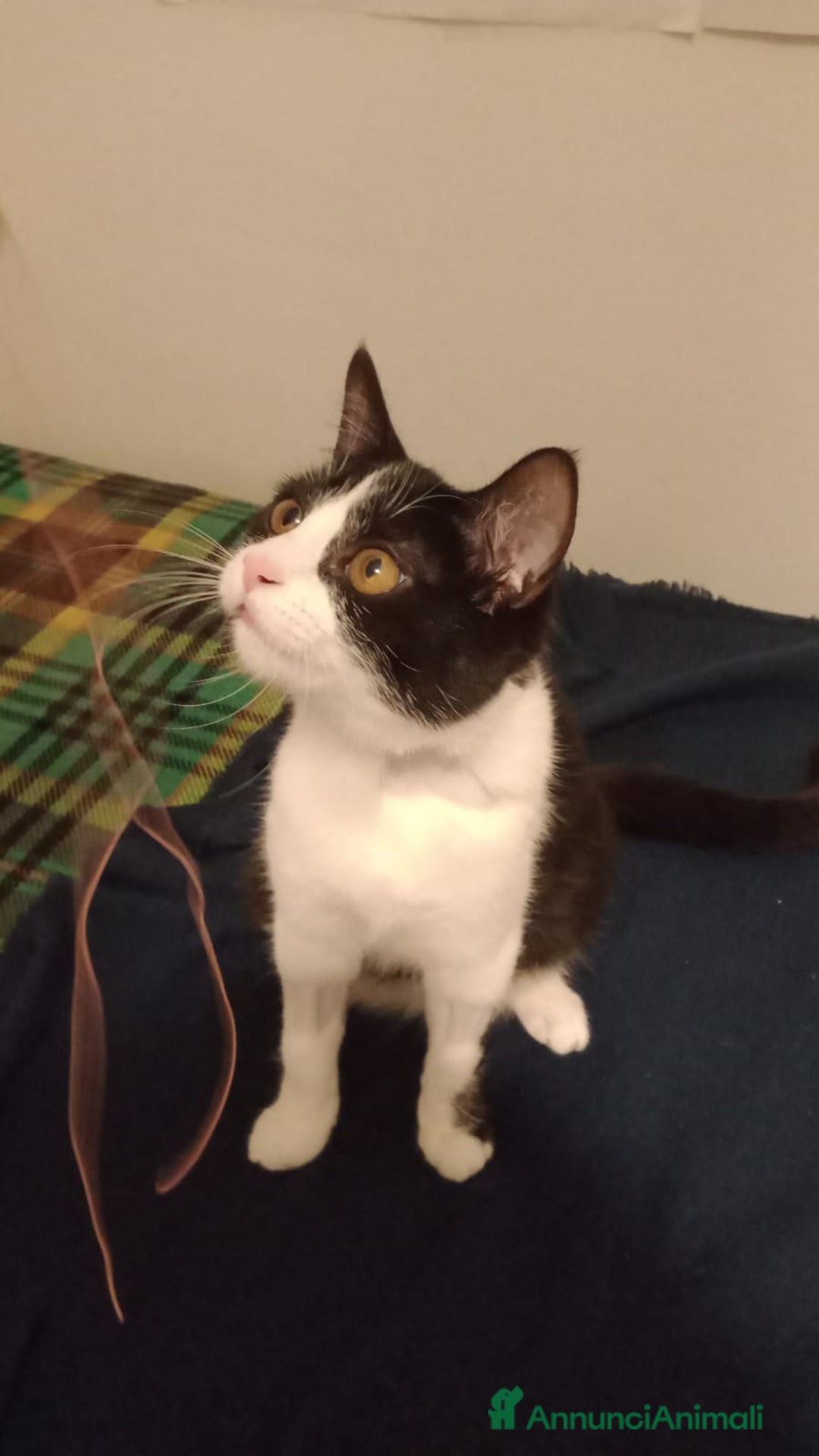 Altre razze gatti in regalo: Adozione doppia 2 gattini cercano casa - Annuncio 2