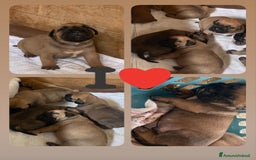 Bullmastiff cani in vendita: Cuccioli Bullmastiff  - Immagine 6