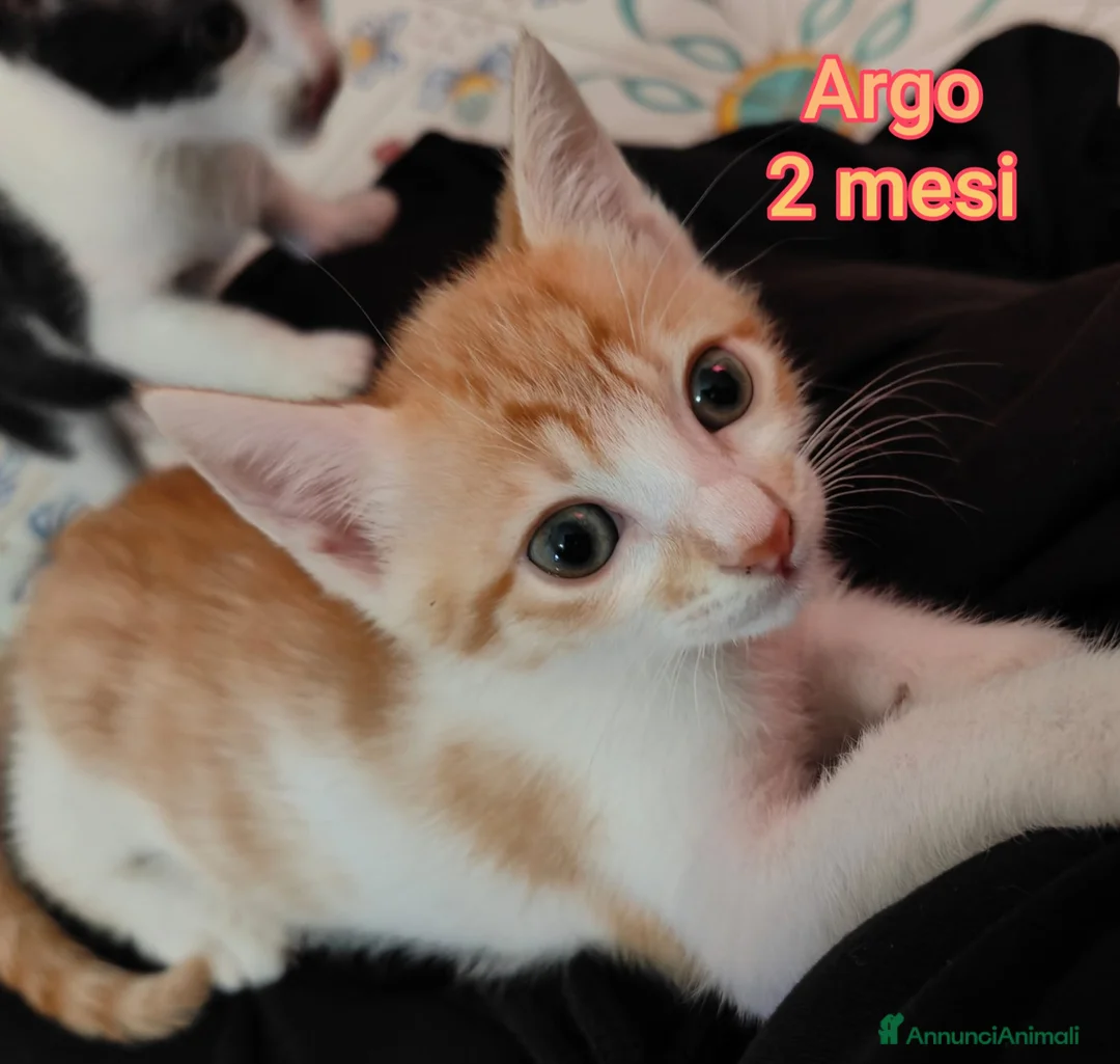 Meticcio gatti in regalo: GATTINI ADORABILI IN CERCA D'AMORE  a Città Metropolitana di Bologna - Annuncio 2