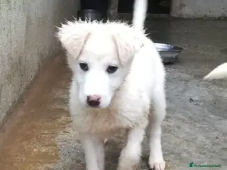 Meticcio cani UNA MAMMA PER CARAMELLO - Annuncio 2