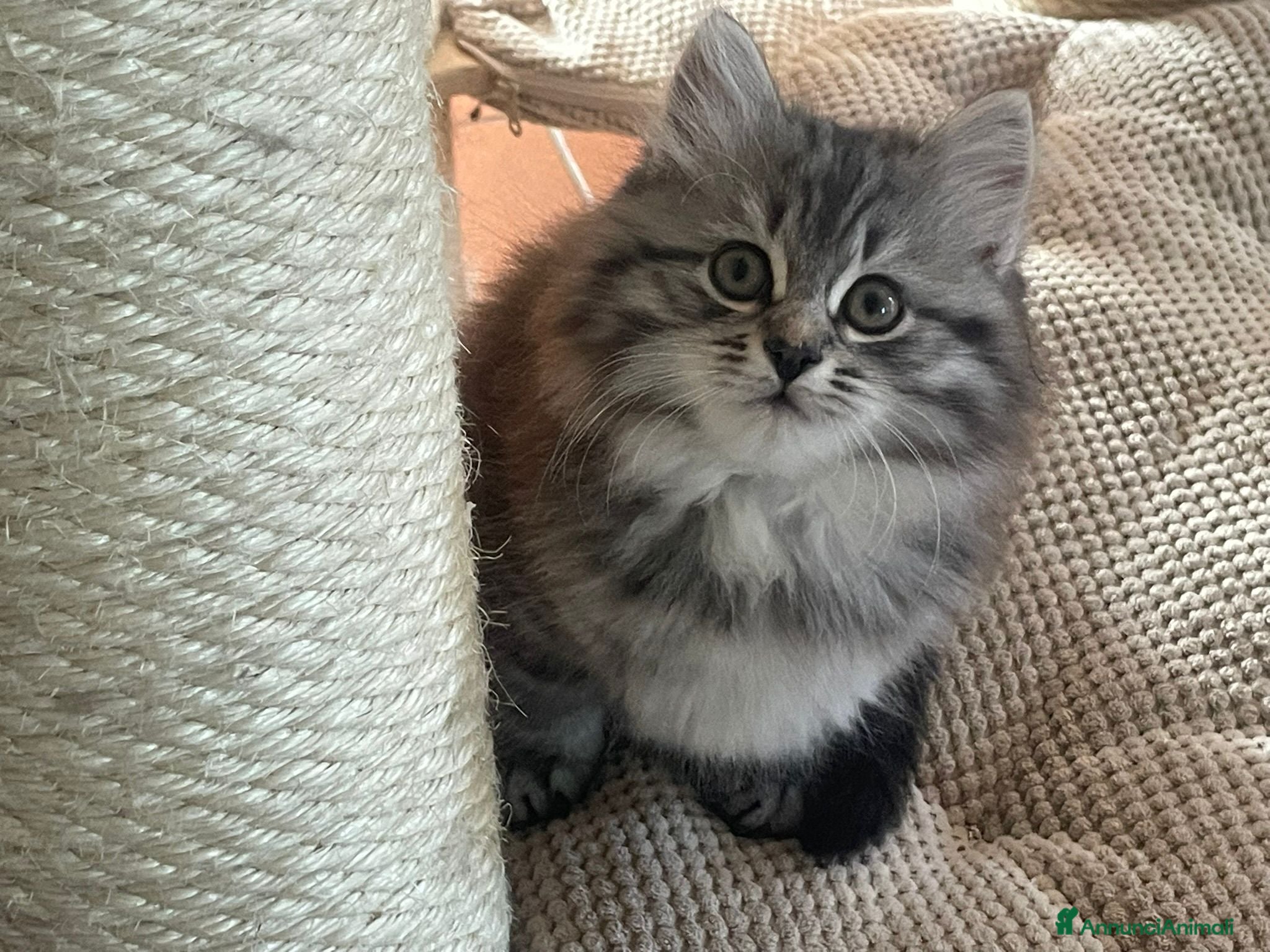Siberiano gatti in vendita: URANIA -Bellissima cucciola black silver tabby  - Annuncio 4