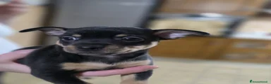 Pinscher Miniatura Cucciolo 2