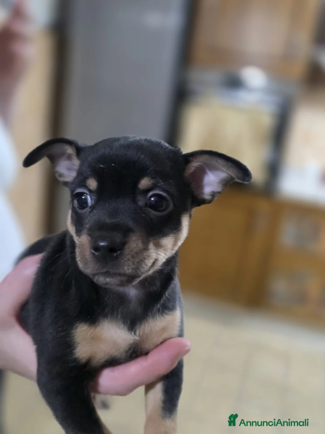 Pinscher Miniatura cani in vendita: Cuccioli in vendita  - Annuncio 2