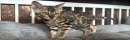 Bengala gatti in vendita: Bengal cucciola da riproduzione (Normandie) - Annuncio 12